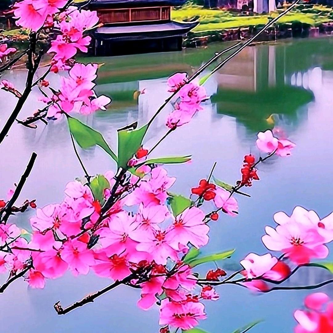 三月桃花