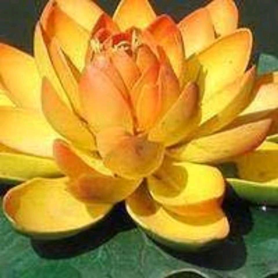 文殊菩萨心咒_菩提心