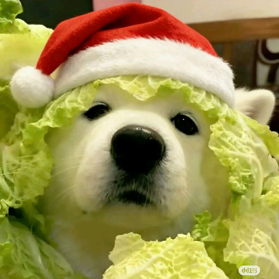 狗砸∪･ω･∪
