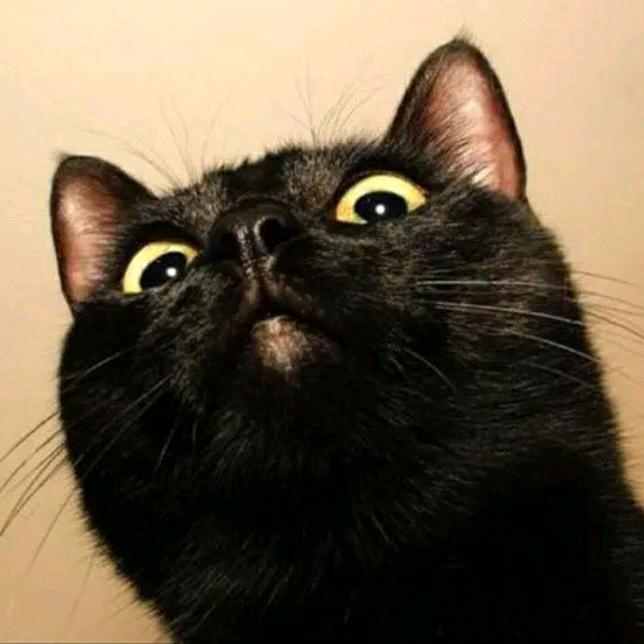 猫腻（三角洲行动）