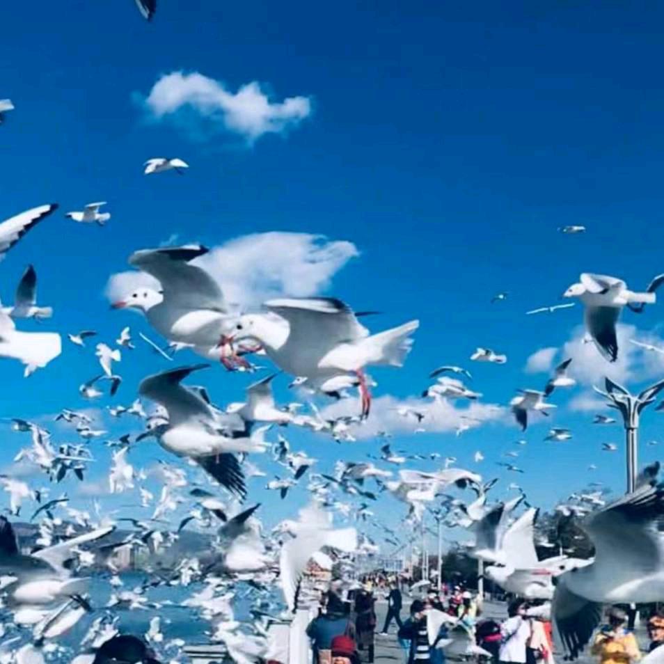 龙哥
