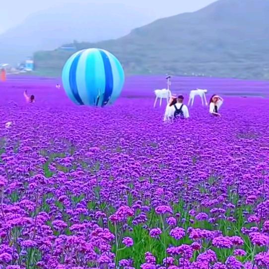 🌹单身蕾姐🌹