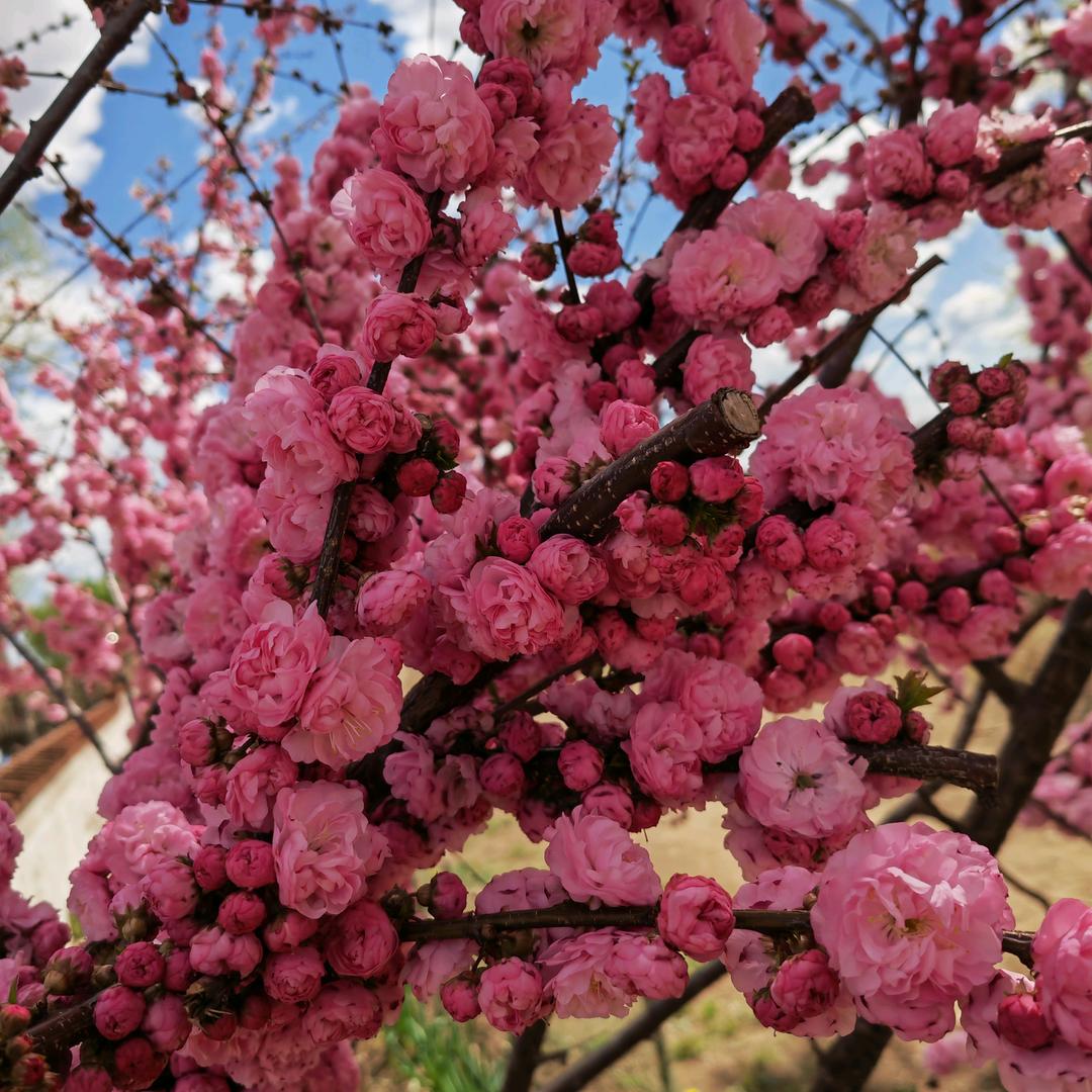 吾心安处是吾乡