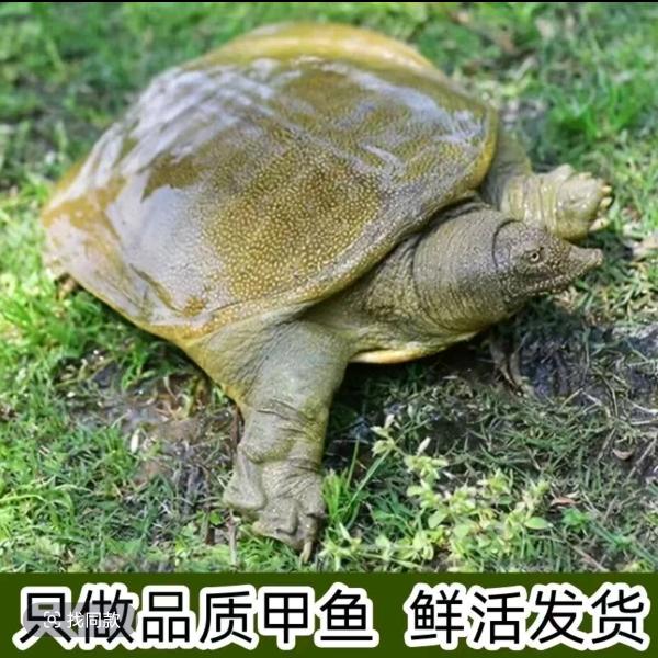 老花甲外塘甲鱼