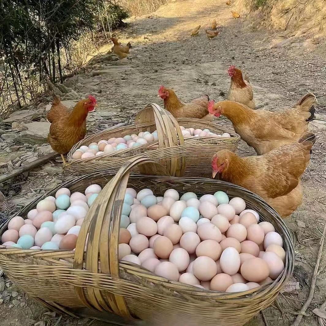 桂林批发零售各种蛋！五谷杂粮油