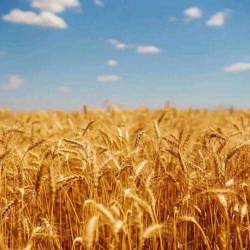 许愿有用只愿我的世界维独缺你