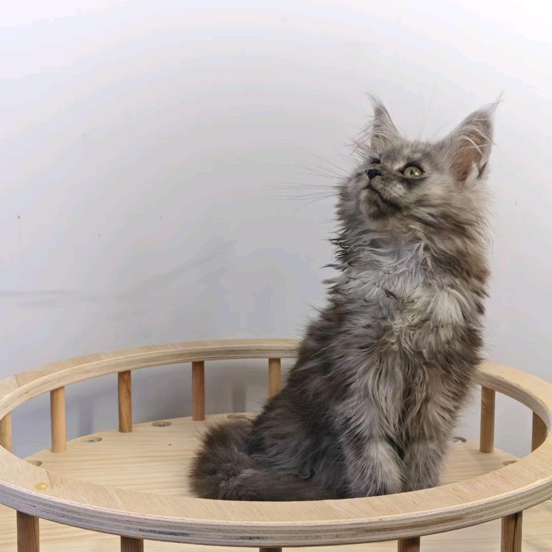 wanyuan猫舍SHHEN