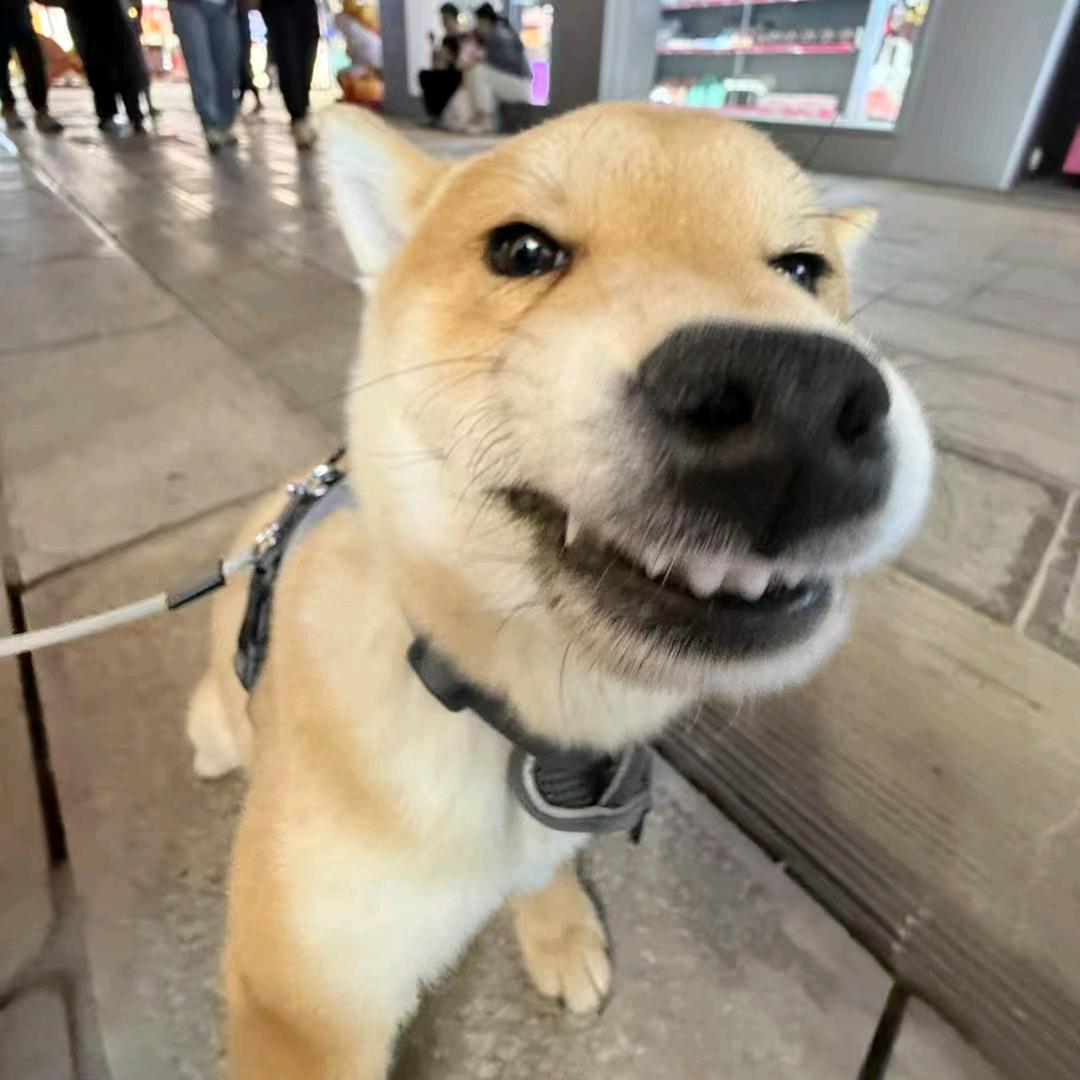旺柴小狗