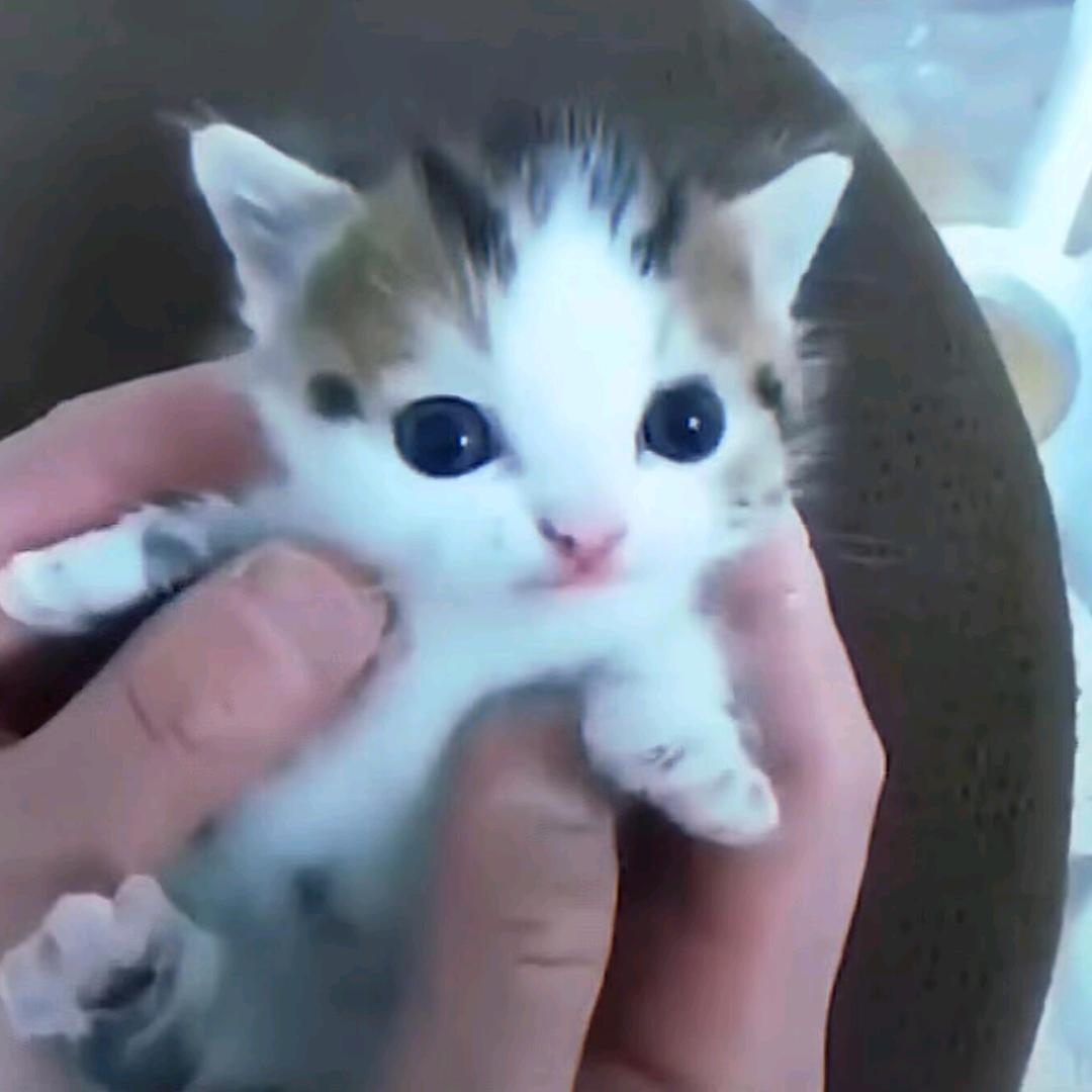 烧烤摊搞偷吃被逮的🐶