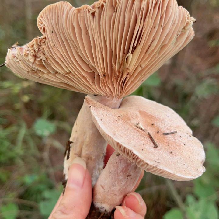 @🦋㴓（zai）趝（jian）🍎