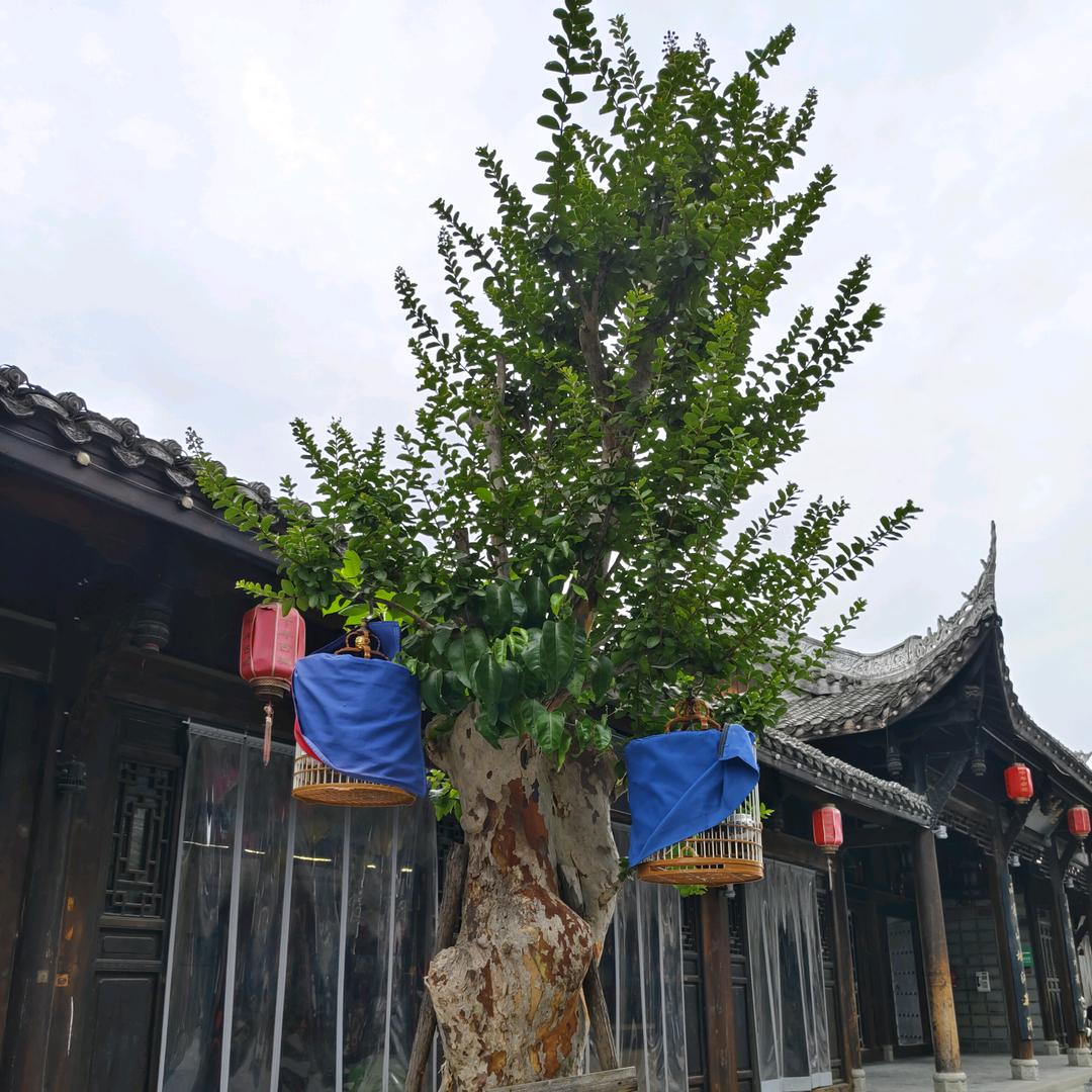 ♥盛夏的果实♥