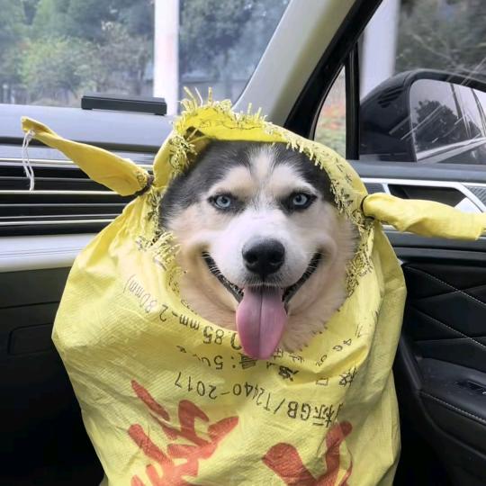 兜有米