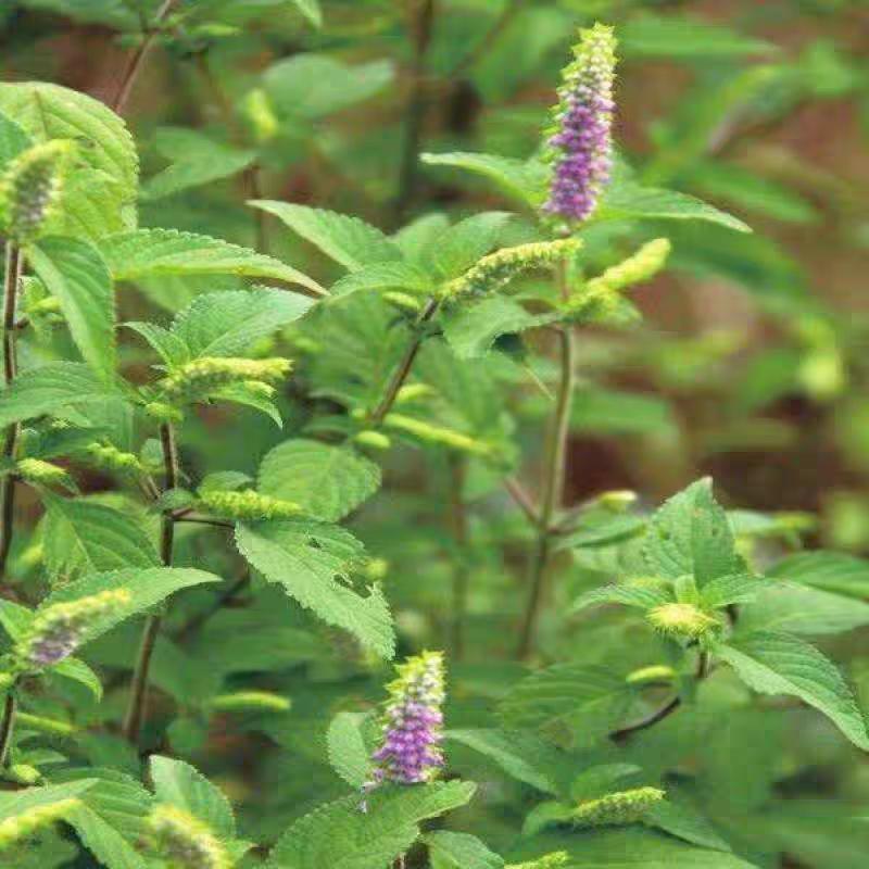 至简农业（野菜博览园）