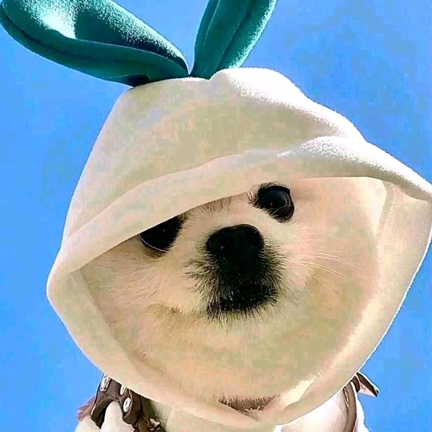 এ᭄会飞的鱼ོꦿృ༊