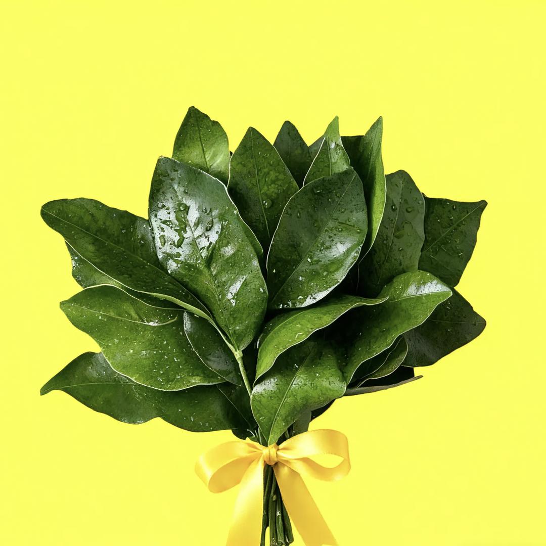 去•有风的地方