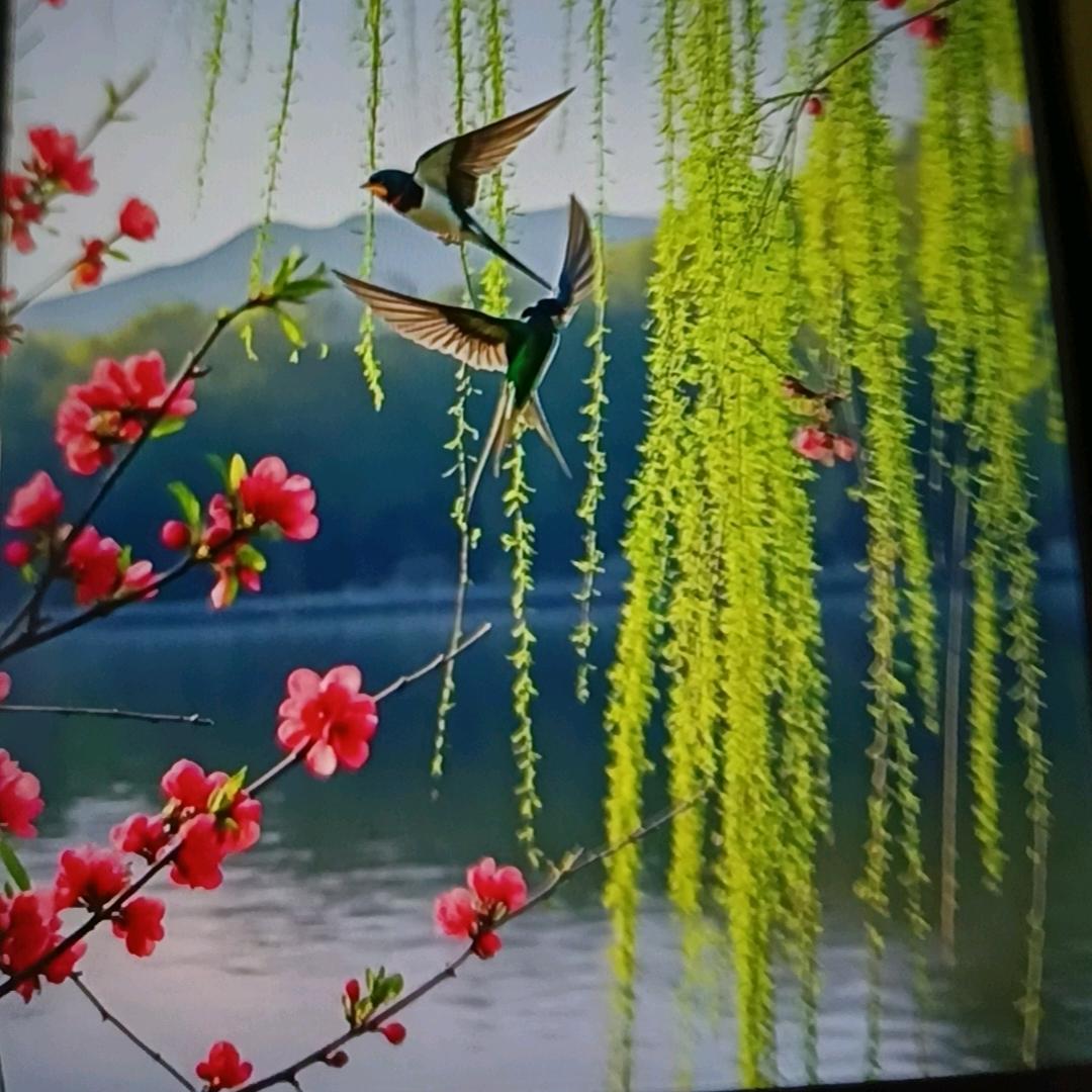 秀芳