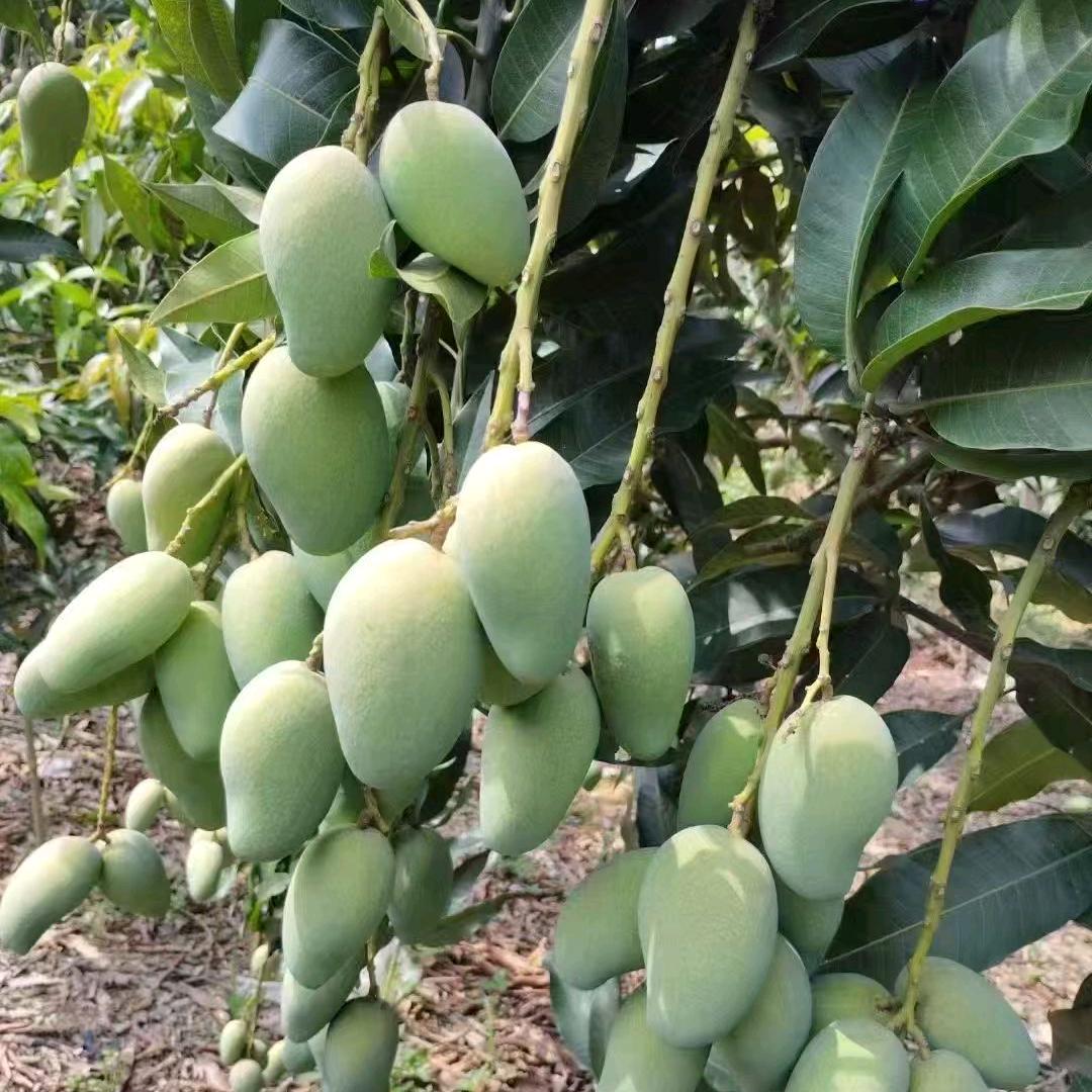 百色原生态芒果🥭