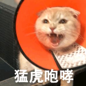 有只Jerry