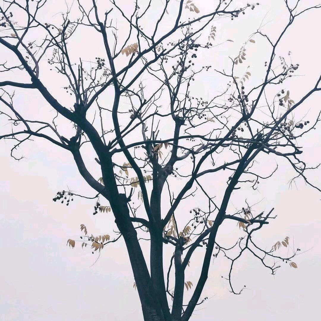 小锦（三角洲代肝）