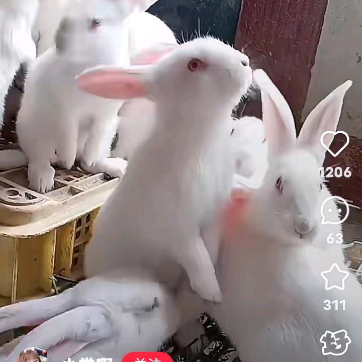 萌宠主人