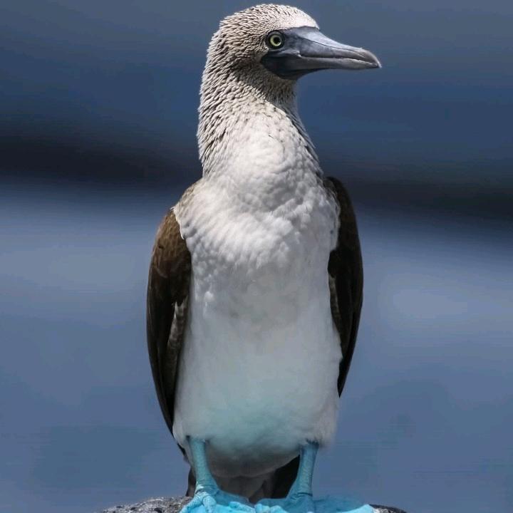 🎊八方来财🎉