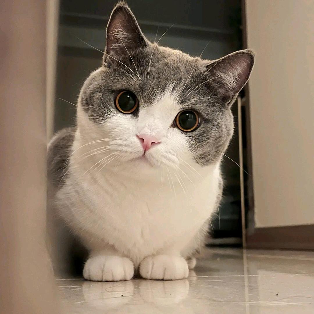 不吃鱼的猫