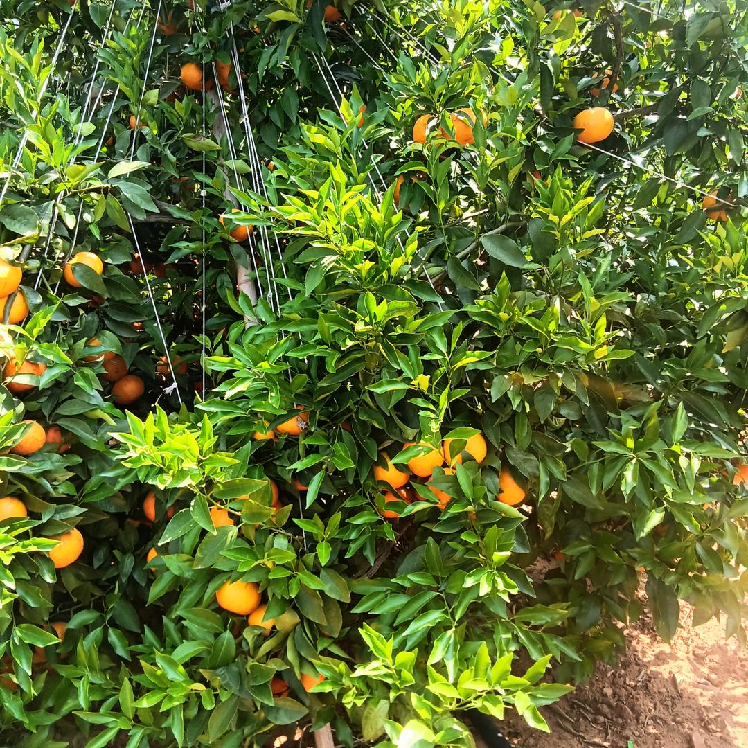 云南小刘  早上5点30开播