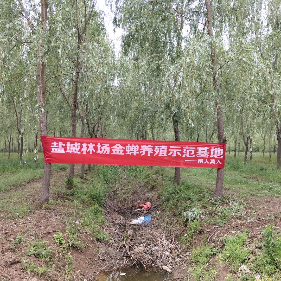 修身养性<林场金蝉哥>