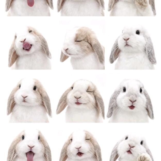 情侣兔来啦🐰