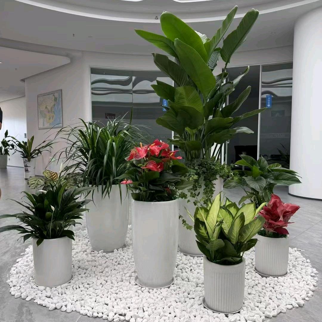 深圳绿植租赁鑫语园林