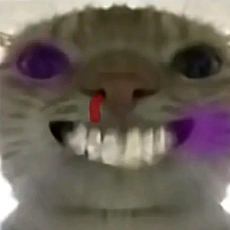 哈基蜂（切片鼠鼠）