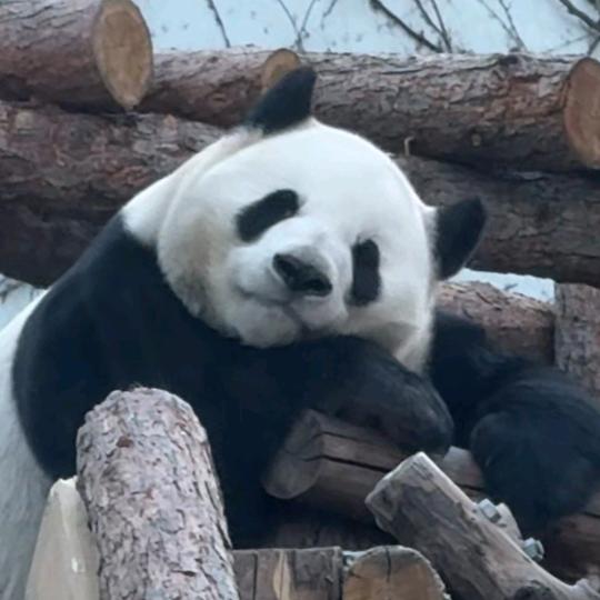 若兰🍀头像