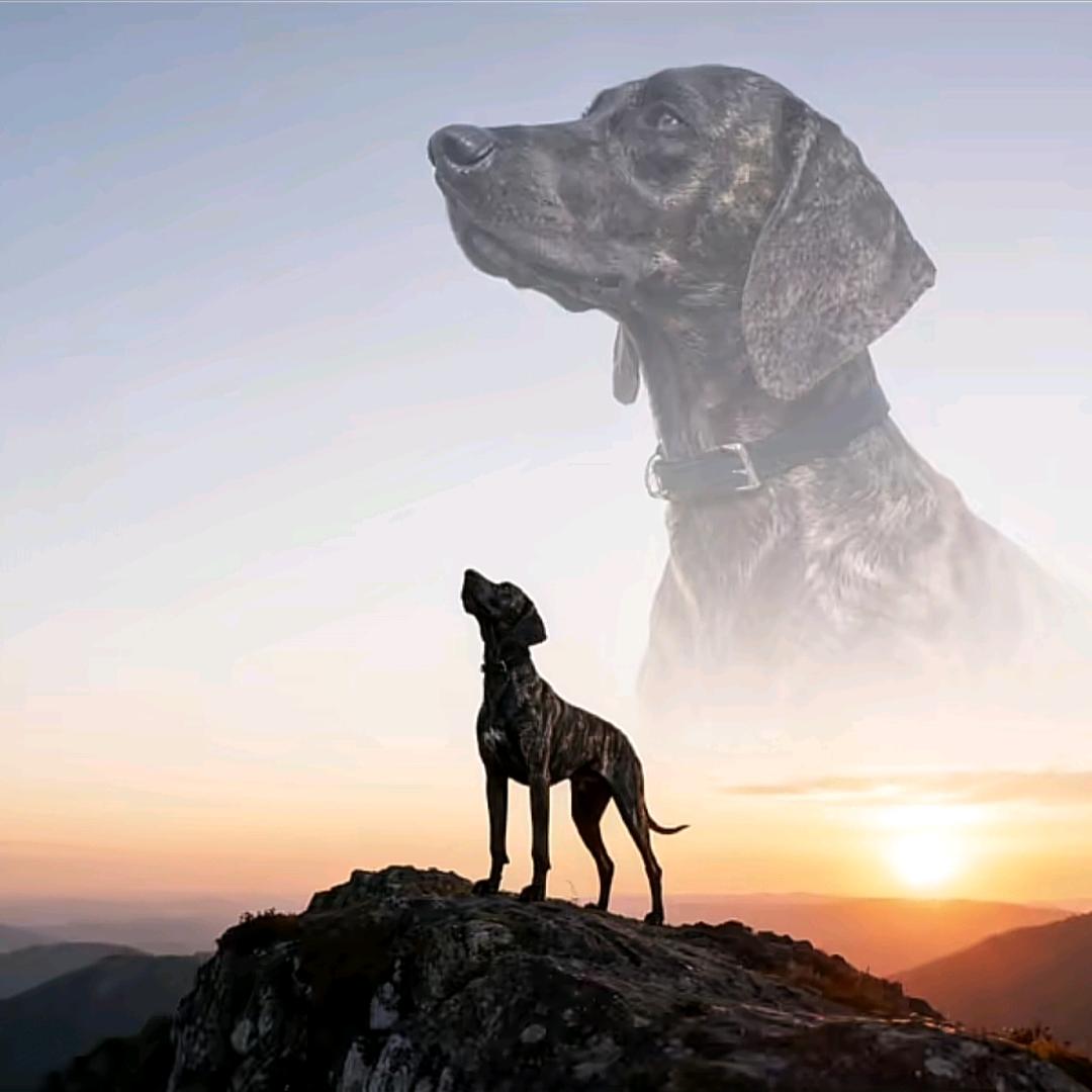 高脚杆（一米九）