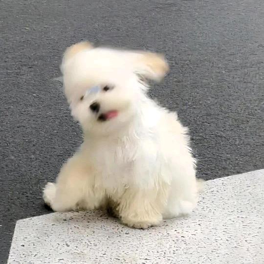 唐山小贺老师