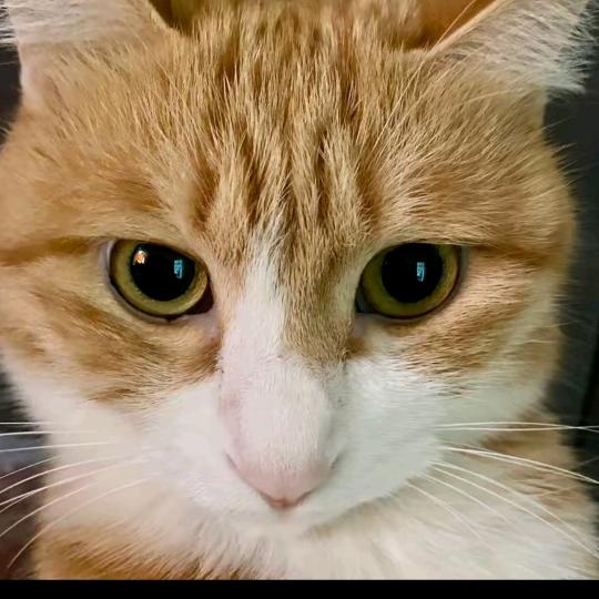 壹只猫咪花橘