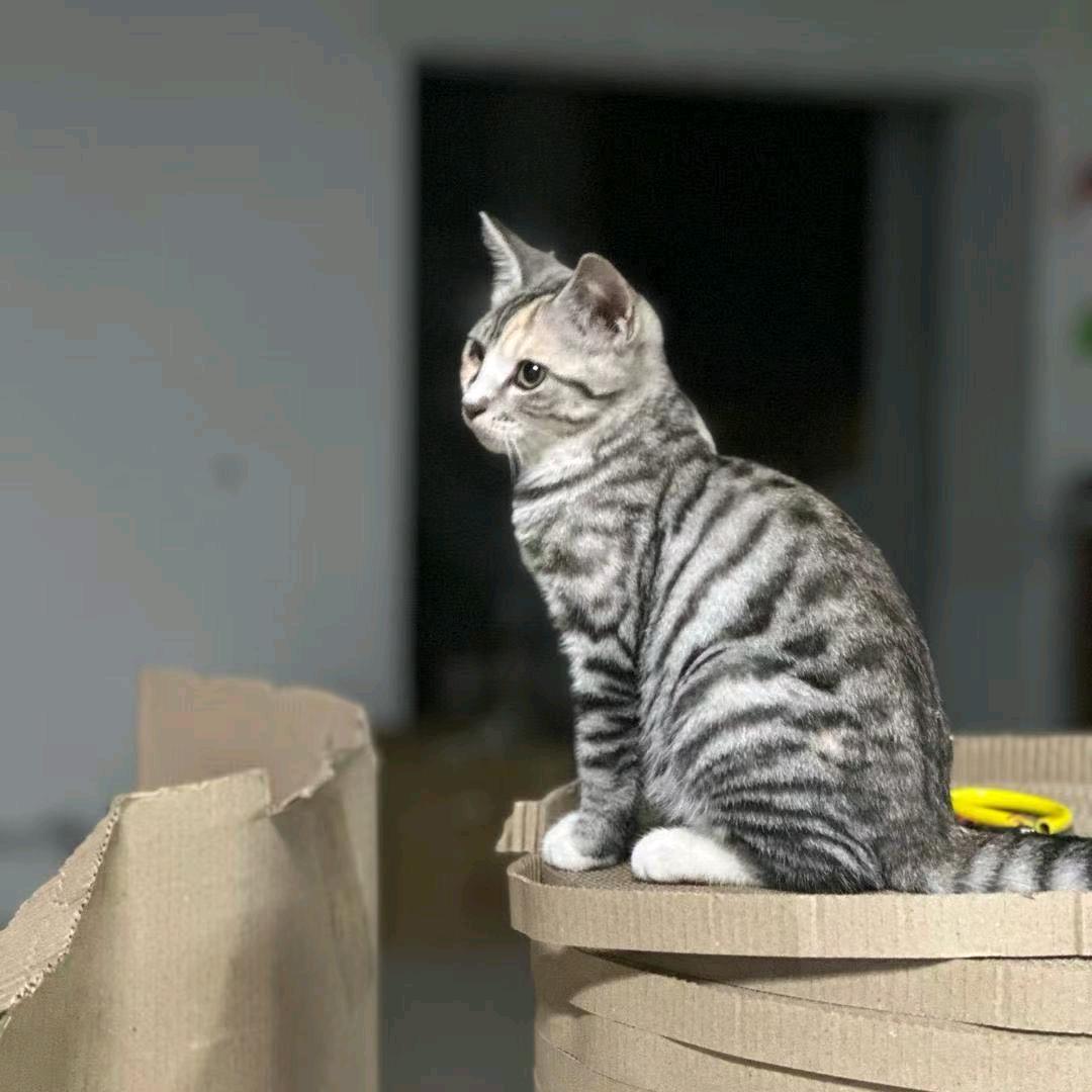亿宁宠物玩具工厂店官方号