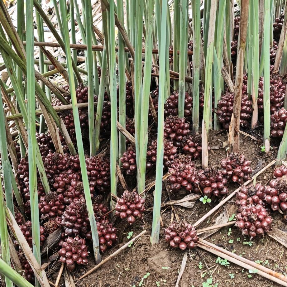 新品种草果种植