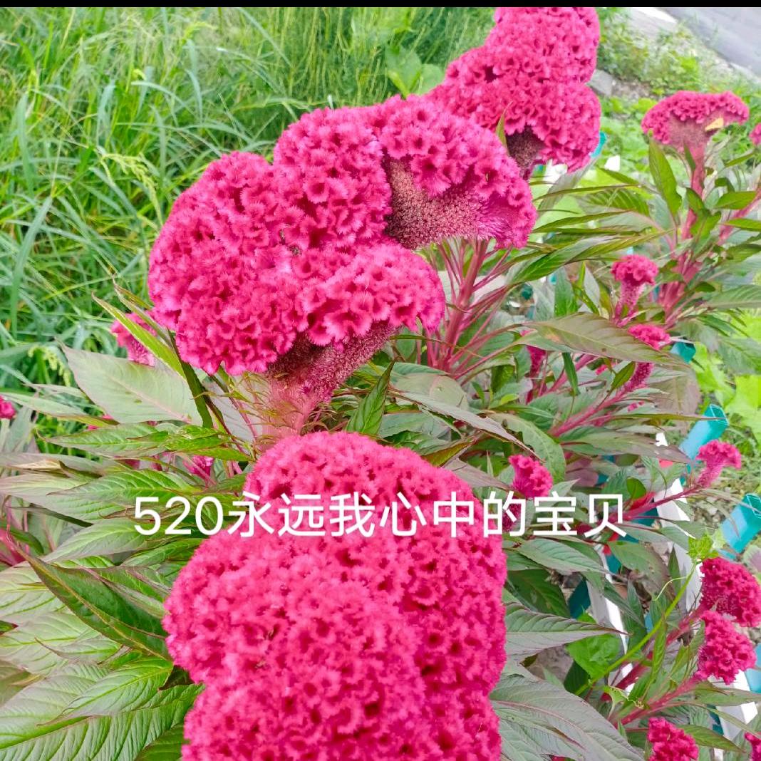 开心我也开心