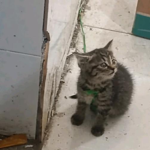 非洲