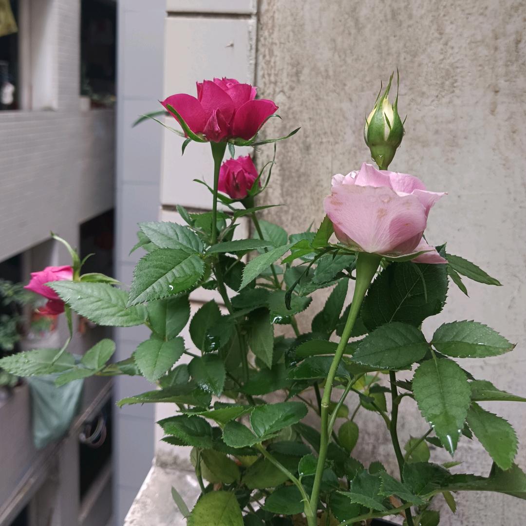 蜜糖女孩