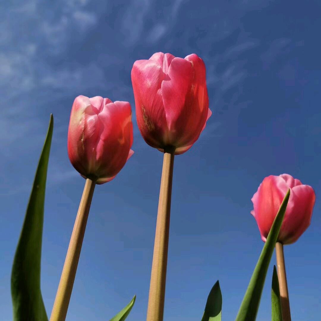 小芳1.01