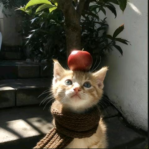 海棠花