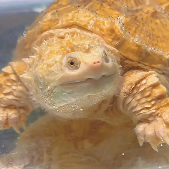 龟寨的奇妙世界