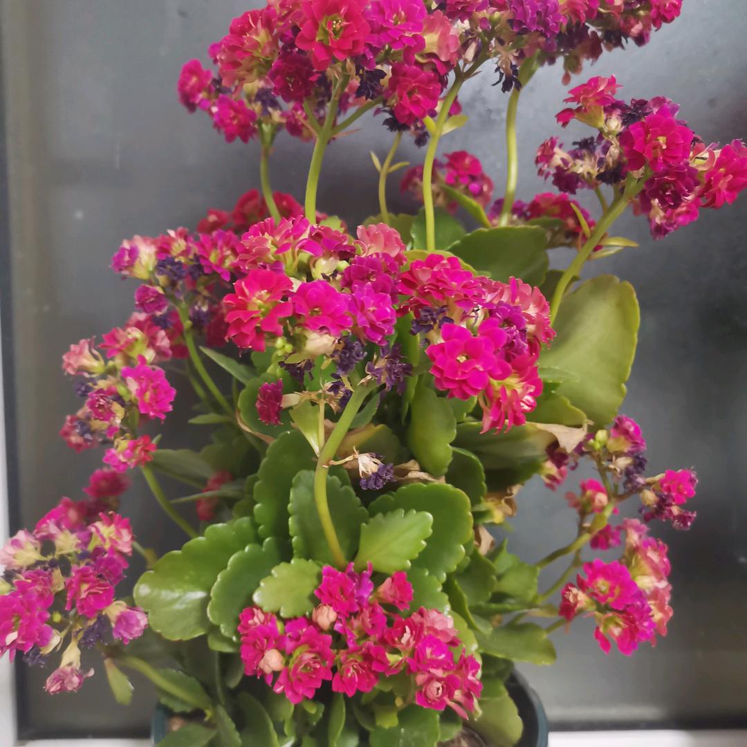 繁花似锦
