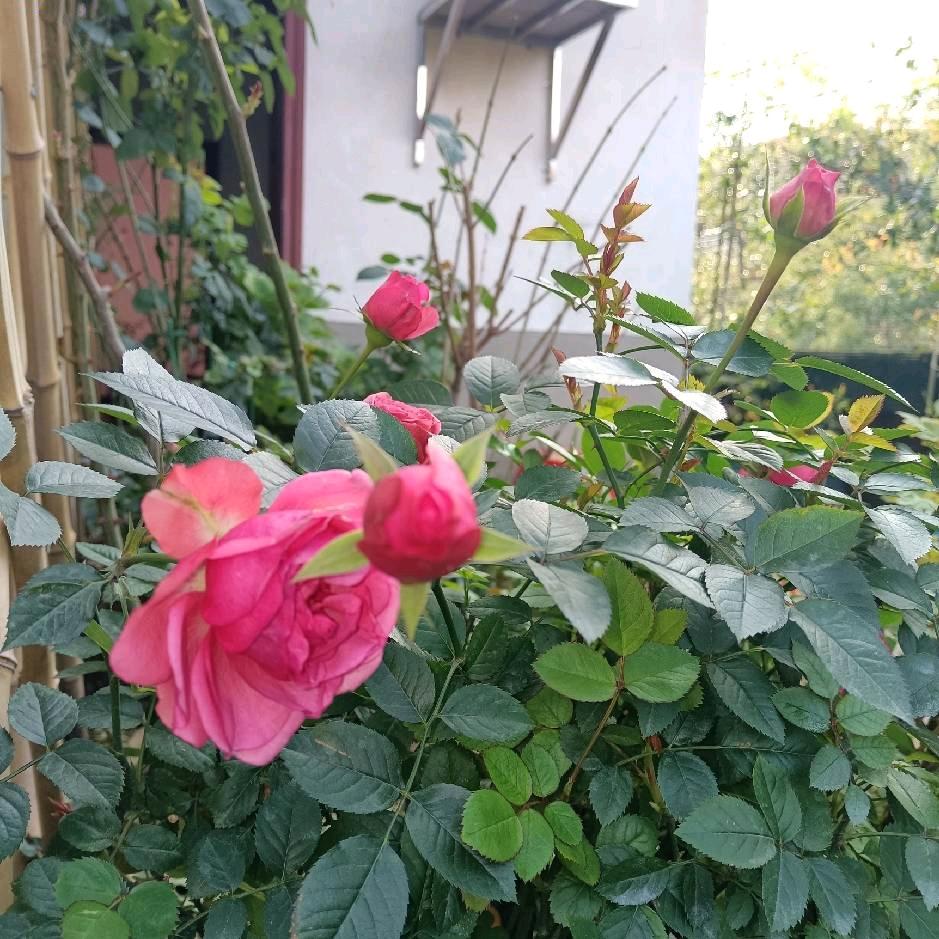 鞋底生风侠