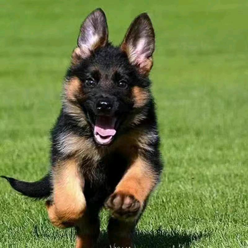 🌊啊乐萌宠物🌊🦋