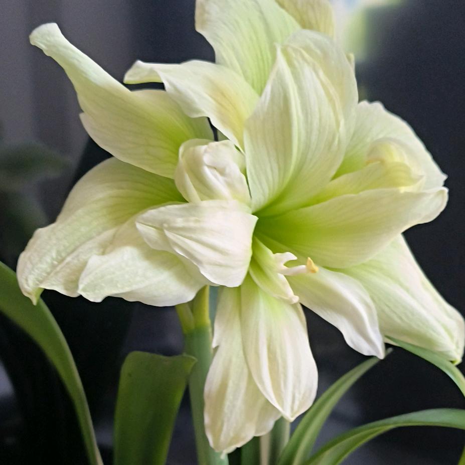 飞鸟入长空（勿连赞哈）