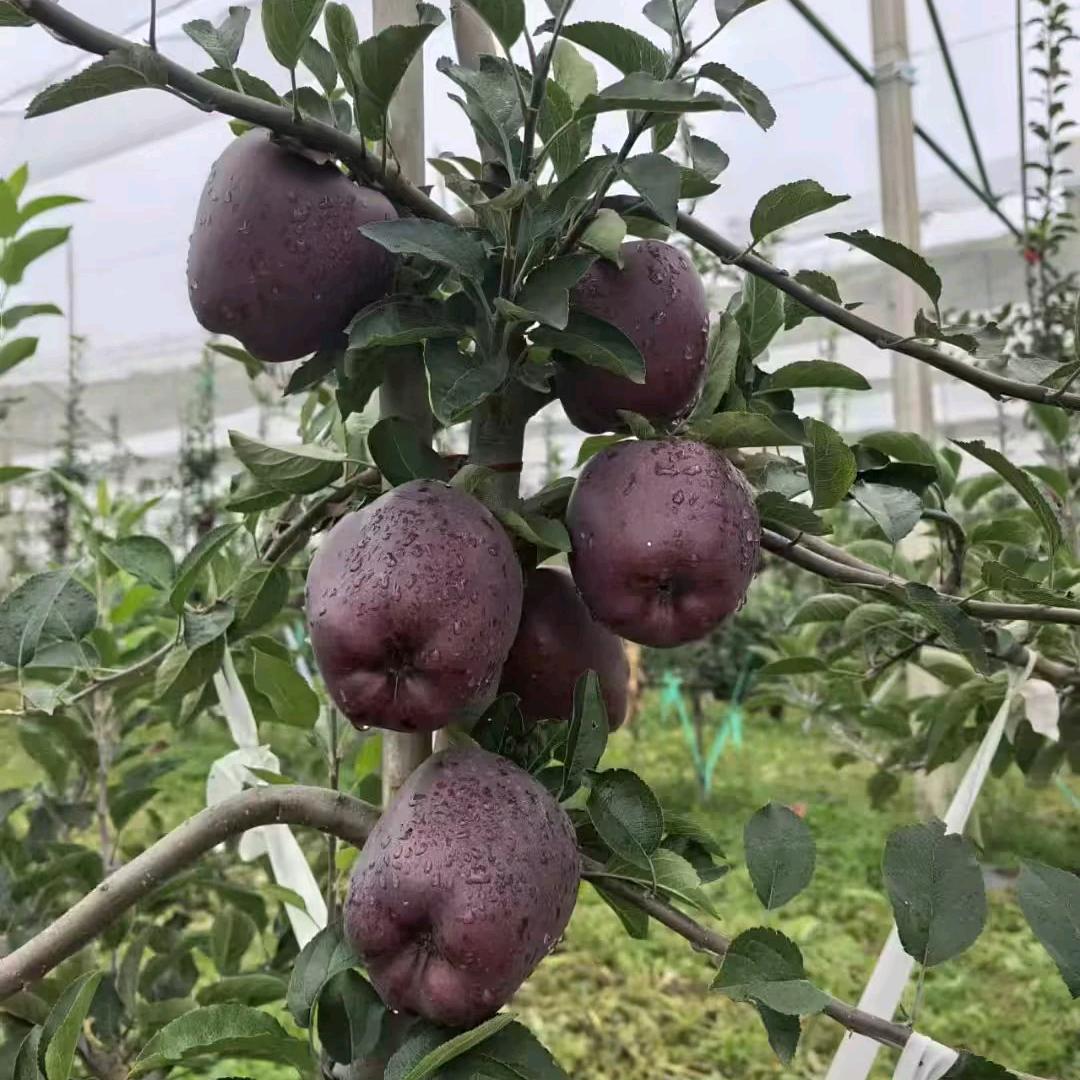 永哥🍎果业(花牛🍎)