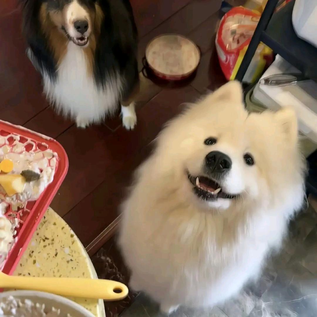 纯真小鼠