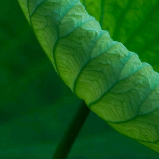 菜哥